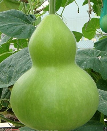 8 Pcs Heirloom 'Jindi' Small Ornamental Gourd