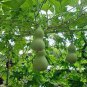 8 Pcs Heirloom 'Jindi' Small Ornamental Gourd