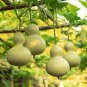 8 Pcs Heirloom 'Jindi' Small Ornamental Gourd