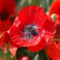 120 Pcs Corn Poppy Flower Coquelicot Flower Seeds