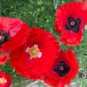 120 Pcs Corn Poppy Flower Coquelicot Flower Seeds