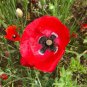 120 Pcs Corn Poppy Flower Coquelicot Flower Seeds