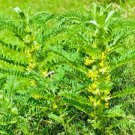 20 Pcs Astragalus Herb Plant Seeds