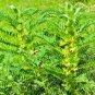 20 Pcs Astragalus Herb Plant Seeds