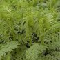 20 Pcs Astragalus Herb Plant Seeds
