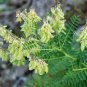 20 Pcs Astragalus Herb Plant Seeds