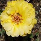 220 Pcs Oriole Sunflowers Yellow Portulaca Grandiflora Seeds