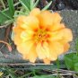 220 Pcs Oriole Sunflowers Yellow Portulaca Grandiflora Seeds