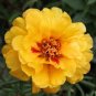 220 Pcs Oriole Sunflowers Yellow Portulaca Grandiflora Seeds