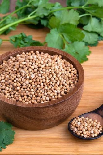 160 Pcs Four Seasons Parsley Seeds Organic Coriander Seeds