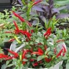 30 Pcs Organic Hot Chili Red Pod Pepper Organic Vegetable 30 Pcs Organic Hot Chili Red Pod Pepper Organic Vegetable