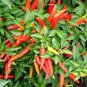 30 Pcs Organic Hot Chili Red Pod Pepper Organic Vegetable