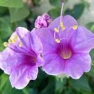20 Pcs Mirabilis Jalapa Purple Four O'clock Perennial Flower Seeds 20 Pcs Mirabilis Jalapa Purple Four O'clock Perennial Flower Seeds