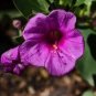 20 Pcs Mirabilis Jalapa Purple Four O'clock Perennial Flower Seeds