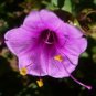 20 Pcs Mirabilis Jalapa Purple Four O'clock Perennial Flower Seeds