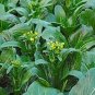 260 Pcs Sweet and Tender Choy Sum Organic Cabbage Seeds
