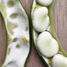6 Pcs Horsebean Seeds Bonsai Nutrient-rich Vicia Faba