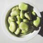 6 Pcs Horsebean Seeds Bonsai Nutrient-rich Vicia Faba