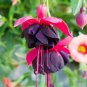 100 Pcs Hanging Bonsai Fuchsia Perennial Flowers Seeds
