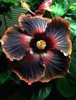 20 Pcs Hibiscus Rosa-sinensis Perennial Flower Seeds