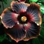 20 Pcs Hibiscus Rosa-sinensis Perennial Flower Seeds