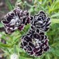 200 Pcs Carnation Giant Mixed Sweet Fragrant Flower Seeds