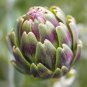 4 Pcs Artichoke Purple Violet De Provence Vegetable Seeds