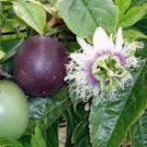 40 Pcs Dark Purple Passion Fruit Seeds 40 Pcs Dark Purple Passion Fruit Seeds