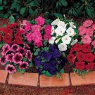 100 Pcs Park's Glamorous Girl Mixed Garden Paetuni Seeds