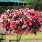 100 Pcs Park's Glamorous Girl Mixed Garden Paetuni Seeds