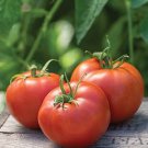 100 Pcs Rare Burpee's Big Boy Tomato Hybrid Seeds 100 Pcs Rare Burpee's Big Boy Tomato Hybrid Seeds