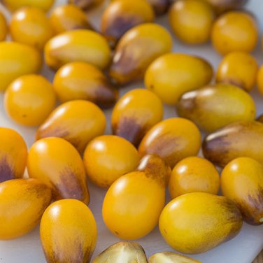 100 Pcs Pearl Drops Tomato F1 Seeds