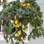 100 Pcs Pearl Drops Tomato F1 Seeds