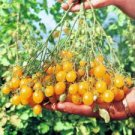 100 Pcs Ildi Tomato Seeds 100 Pcs Ildi Tomato Seeds