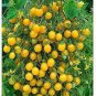 100 Pcs Ildi Tomato Seeds