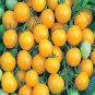 100 Pcs Ildi Tomato Seeds