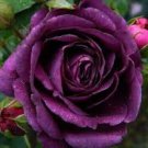 50 Pcs Heirloom Fresh Exotic Purple Rose Bush Flower Seeds 50 Pcs Heirloom Fresh Exotic Purple Rose Bush Flower Seeds