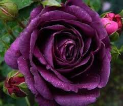 50 Pcs Heirloom Fresh Exotic Purple Rose Bush Flower Seeds