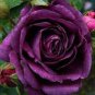 50 Pcs Heirloom Fresh Exotic Purple Rose Bush Flower Seeds