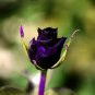 50 Pcs Heirloom Fresh Exotic Purple Rose Bush Flower Seeds