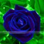 50 Pcs Purple Blue Rose Big Flowering Plants Strong Fragrant Dazzling Garden Flower