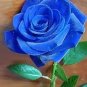50 Pcs Purple Blue Rose Big Flowering Plants Strong Fragrant Dazzling Garden Flower