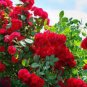 50 Pcs Thin Leaves Blood Red Flowers Rare Heirloom Rose Flower Seed