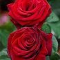 50 Pcs Thin Leaves Blood Red Flowers Rare Heirloom Rose Flower Seed