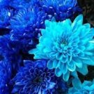 50 Pcs True Color Dahlia Bulb Flower Dahlia