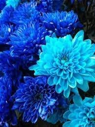 50 Pcs True Color Dahlia Bulb Flower Dahlia