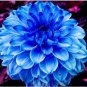 50 Pcs True Color Dahlia Bulb Flower Dahlia
