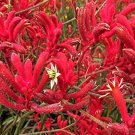 20 Pcs Kangaroo Paw Rare Flowers Seeds 20 Pcs Kangaroo Paw Rare Flowers Seeds