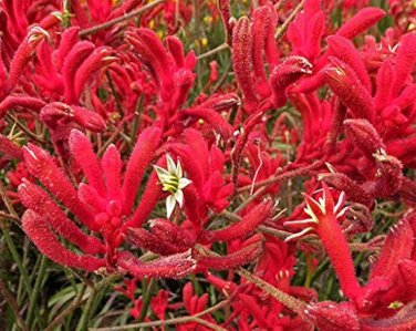 20 Pcs Kangaroo Paw Rare Flowers Seeds