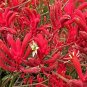 20 Pcs Kangaroo Paw Rare Flowers Seeds